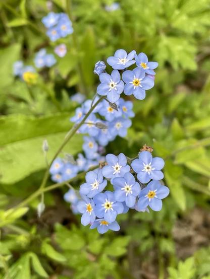 A close-up view of delicate clusters of small blue flowers with yellow centers, surrounded by green foliage.
