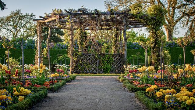 Old round wooden pergola overgrown with vines, surrounded by bright colorful flowers in a Romantic-era formal garden in the light of the setting sun. Charlottenhof, Potsdam, 26 Apr 2025. Nikon D5600, Nikkor DX 35 mm ƒ1.8G, ISO 100, ƒ4, -1.0 ev, 1/160s