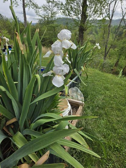 White iris