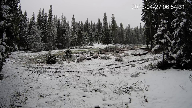 A snowy meadow