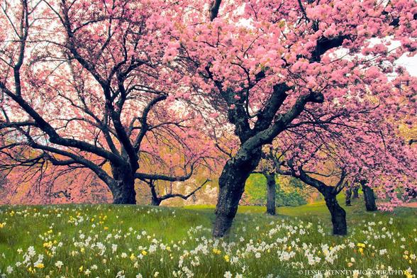 A grove of cherry trees in full bloom stretches across a gently sloping hill of yellow and white daffodils, their branches heavy with vibrant pink blossoms. In the background, the soft glow of a cloudy sky complements the vivid floral display, creating a serene and picturesque landscape.