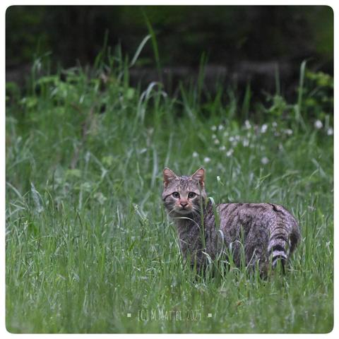 Chat forestier