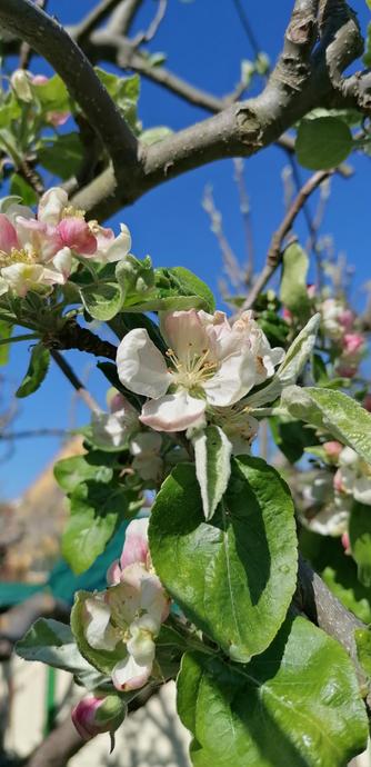 Eine Nahaufnahme einer Apfelblüte