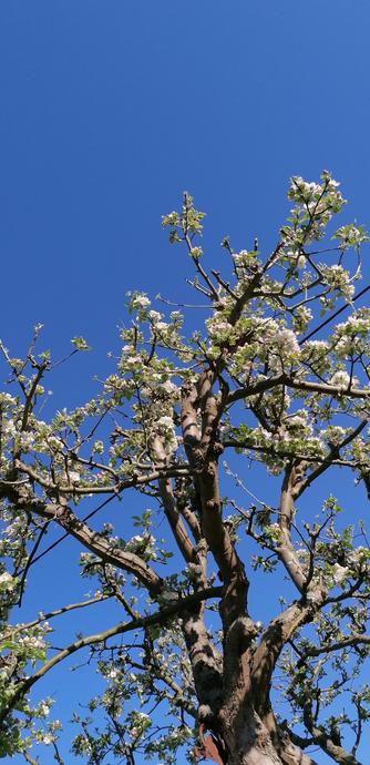 Blick von unten in einen Apfelbaum der in voller #Blüte steht