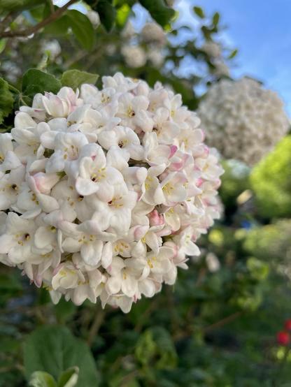 The flower of a Korean Spice Verburnum against a very blue sky.