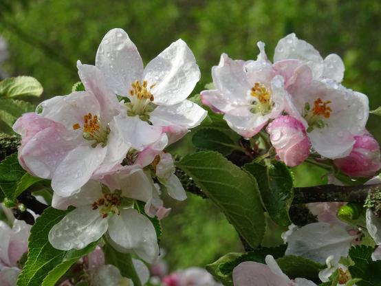fleurs de pommier avec traces de pluie de la nuit.