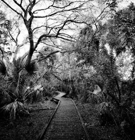 Black and white image of wood trail through a forest