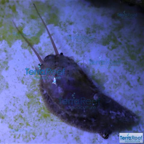 Aquacultured Stomatella snail clean up crew critter in a reef aquarium.  