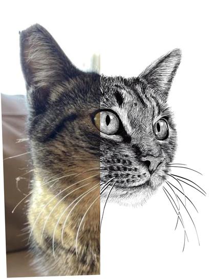Black and white drawing of a cat named Doris, with the right half of the image being the reference.
