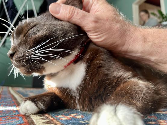 Brown tuxedo cat laying on a rug getting scritches