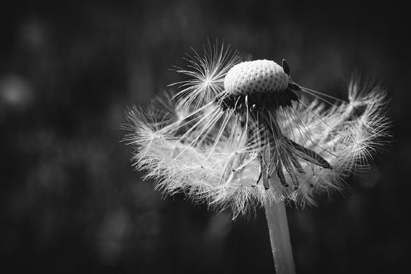 Black and white close-up of a dandelion seed head, partially dispersed, with delicate seeds (pappus) radiating from the central disk. The background is blurred, drawing attention to the intricate textures and soft wisps of the dandelion.


