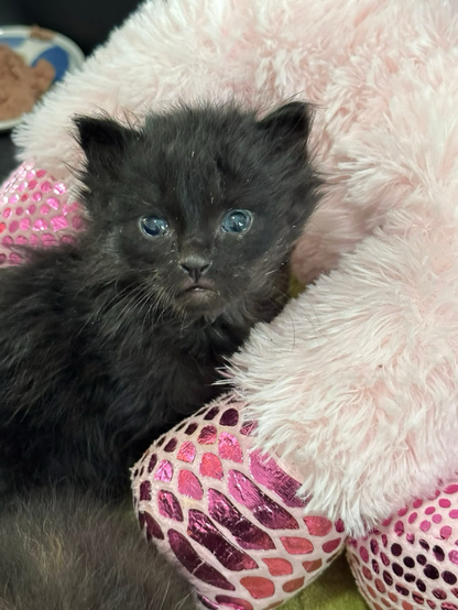 A tiny black kittens cuddle against a pink stuffy