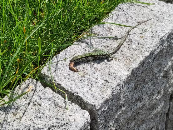 Foto einer Eidechse auf einer Mauer und mit einer Raupe im Maul. Im Hintergrund ist Gras zu sehen.