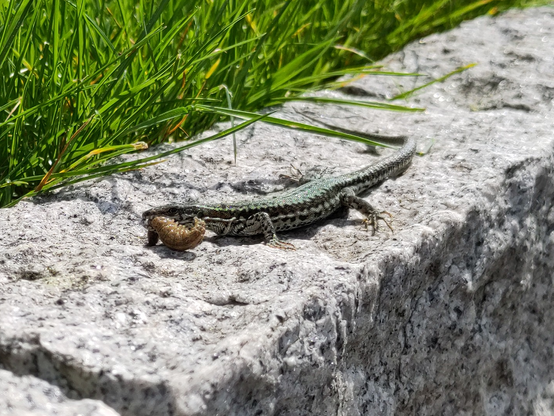 Foto einer Eidechse auf einer Mauer und mit einer Raupe im Maul. Im Hintergrund ist Gras zu sehen.