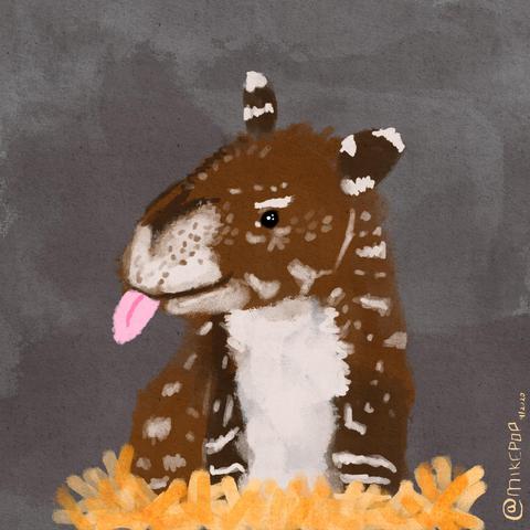 Drawing of a juvenile tapir, sitting with a it’s head turned and its tongue sticking out