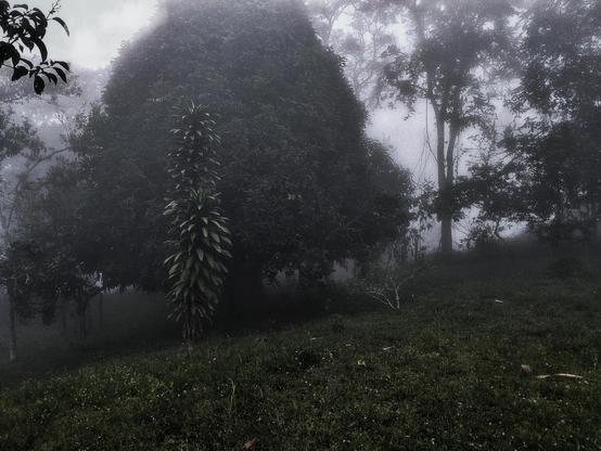 Cold and foggy day.
#Blackside #earthnow #elitepix #fotomasters #FrontView #hey_ihadtosnapthat #imagehub #Nature #Outdoors #picplanet #pictas #rebel_sky #rebels_united #ScenicsNature #Snap_allnature #Snap_alltrees #Snap_community #Snap_community_member #Snap_country #Snap_depthoffield #Snap_foggy  #Snap_landscape #Snap_skies #vero #verofamily #verofriends #verotography