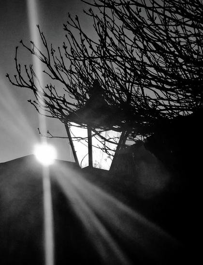 .. the image is mostly shadows but we see there is a tree and a street lamp .. the lamp is illuminated .. and beyond, the sun peaks up above the roof line of yonder building ...
