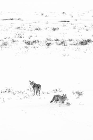 Two coyotes running in a snow-covered field at the National Elk Refuge. The one on the left is looking back towards the camera.