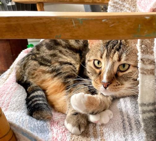 Relaxed on a pastel-striped blanket on a chair with wooden arms, Bridget, a 4 colored tortoiseshell tabby with white paws and a white stripe down her nose, is looking at the camera with what may be a mildly annoyed look. One front paw is curled in front of her as if she has just stopped grooming it. A white hind paw is held down by her other front paw. Her orange, tan, and black markings look very cute from this angle.