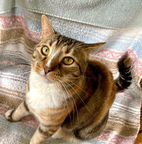 The same cat, up on her feet and braced, ears back, eyes wide, whiskers forward, tail curved, clearly ready to draw blood should anyone get any closer. Having given enough blood for one week I backed off.