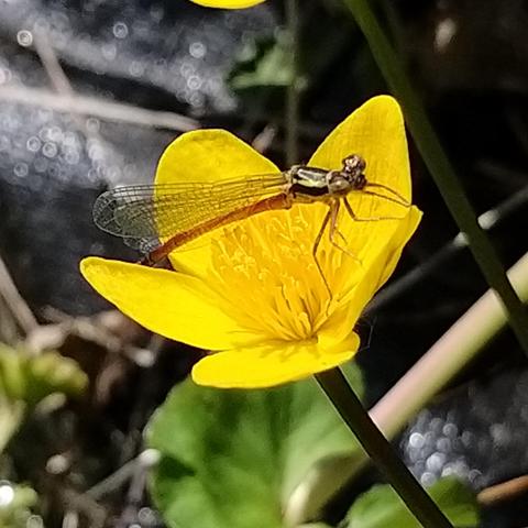 A damselfly sitting on a bright yellow water buttercup flower. The fly is about 3cm long and has a slender red abdomen and dark thorax. The legs are reddish.