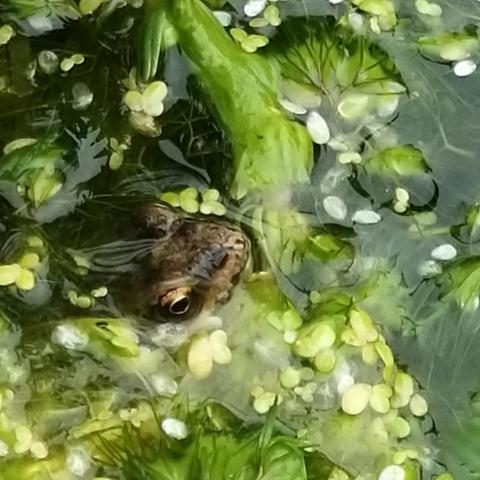 A common frog popping its head up through pond weed.