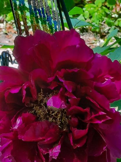 A red wine colored tree peony.