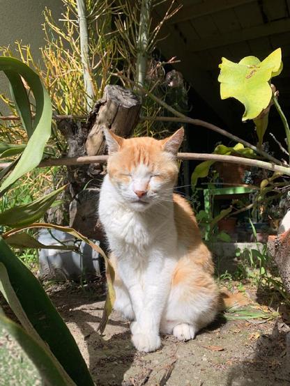 Piggy in his backyard sitting in the sun.
