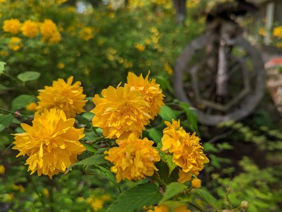 Matsunoo Taisha is famed for the yamabuki bushes growing within its grounds.