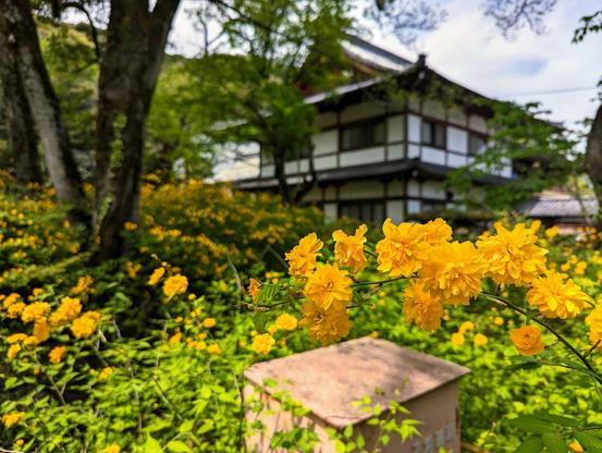 Matsunoo Taisha is famed for the yamabuki bushes growing within its grounds.