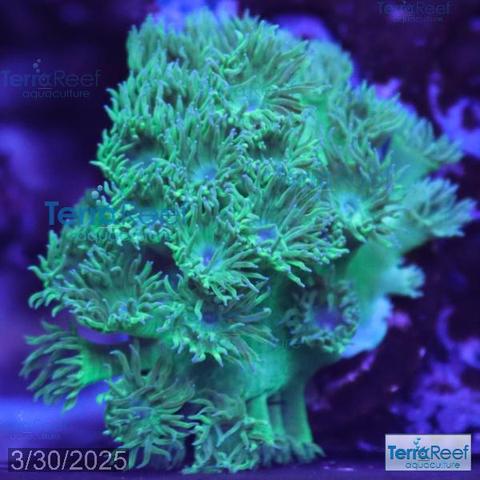Aquacultured Pagoda cup coral, turban coral, scroll coral, or vase coral (Duncanopsammia peltate)  / (Turbinaria peltata) in a reef aquarium