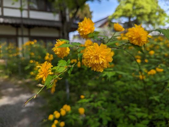 Yamabuki once grew in such profusion at Matsunoo Taisha that it was nicknamed 'Shrine of the Kerria Roses'.