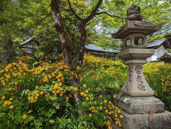 Yamabuki once grew in such profusion at Matsunoo Taisha that it was nicknamed 'Shrine of the Kerria Roses'.