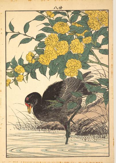 Woodblock print of yamabuki (kerria roses) and wildfowl.

Image thanks🙇‍♂️-ukiyo-e.org
