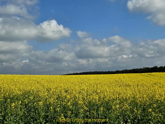 Das Foto zeigt ein endlos wirkendes Rapsfeld, das in einem intensiven Gelb erstrahlt. Die Pflanzen stehen dicht an dicht und scheinen wie eine lebendige, goldene Decke die Erde zu bedecken. Am oberen Rand des Feldes verläuft eine schmale, dunkle Baumreihe, die den Horizont markiert. Darüber breitet sich ein weiter Himmel aus: kräftig blau, durchzogen von zahlreichen weißen und grauen Wolken, die mal wattig-leicht, mal schwer und dramatisch wirken. Das Licht ist sanft, fast melancholisch – es lässt die Farben warm, aber nicht grell erscheinen.
Am unteren Rand des Bildes steht in einer verspielten, gelben Schrift: „F.loki ~ Enjoy the moment“.