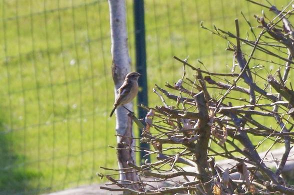 A small bird perched on a branch of a bush, with green grass and a fence in the background.