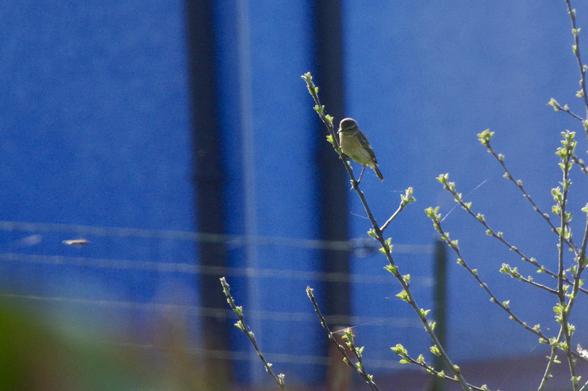 A small bird perched on a thin branch with budding leaves, set against a blurred blue background.