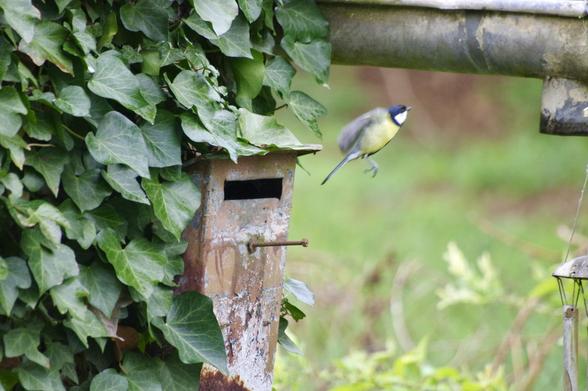 A small bird, likely a blue tit, is in mid-flight near a weathered birdhouse surrounded by ivy. The background is a blurred green landscape.