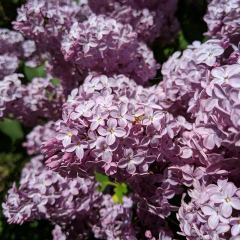 A closeup photo of pinkish lilac blossoms. 