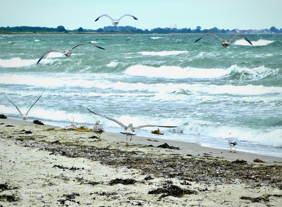Das Bild zeigt eine stürmische Meereslandschaft mit hohen Wellen am der Ostseeküste, die an einen Sandstrand brechen. Über dem Wasser fliegen mehrere Möwen. Am Strand selbst stehen einige Möwen. Im Hintergrund ist eine Küstenlinie mit etwas Vegetation und Gebäuden zu sehen. Das Bild vermittelt ein Gefühl von Dynamik und Wildheit der Natur.