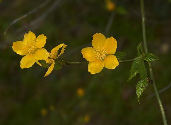 5 petalled variety of yamabuki.