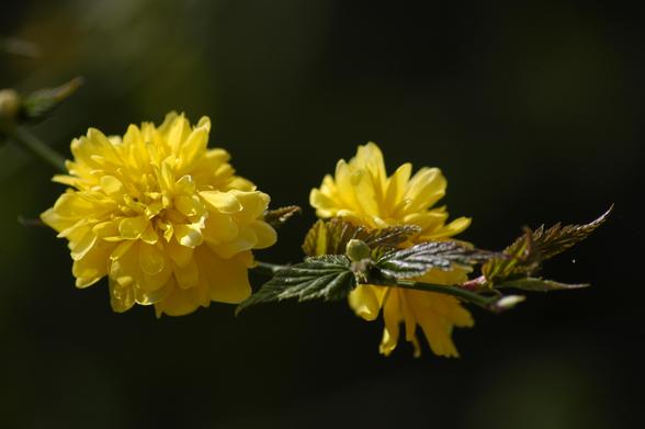 The marigold-like variety of yamabuki.