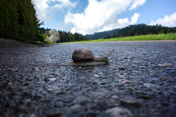 schnecke
snail