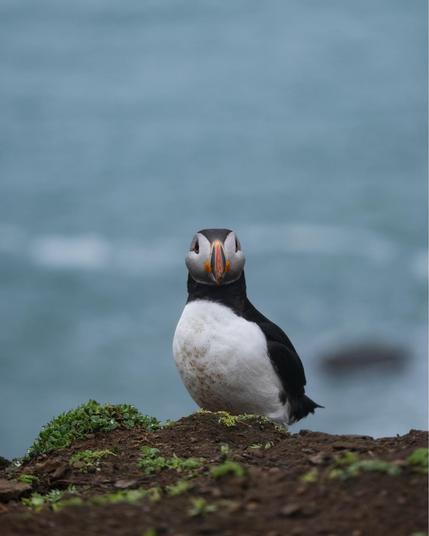 A close-up portrait of an Atlantic puffin standing on soil with sparse vegetation, looking directly at the camera. The bird's distinctive black and white plumage contrasts with its colorful orange and gray beak. The puffin is positioned on a cliff edge with a blurred blue ocean background on Skomer Island.