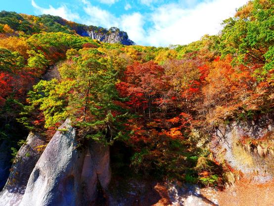 Wakifure, the maple season in Japan, is a breathtaking time when the country's landscapes are transformed by the vibrant reds, oranges, and yellows of autumn foliage. Typically occurring from mid-October to early December, this season is especially celebrated for its stunning display in regions like Kyoto, Nikko, and the Japanese Alps. The word "wakifure" refers to the gentle breezes that accompany the falling leaves, creating a poetic atmosphere as nature seems to whisper its beauty. During this time, people often visit temples, parks, and mountains to experience the mesmerizing colors and enjoy the tranquility of the season. It’s a time for reflection and connection with nature, deeply woven into Japan's cultural appreciation of impermanence and beauty.