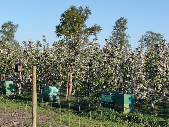 Weiß-rosa Blüten an allen Bäumen einer Apfelplantage. Vor den Bäumen stehen vier Bienenvölker in grün angemalten Segeberger Beuten. Das sind quadratische stapelbare Styropor Bienenkörbe. Ein brauner Holzkasten ähnlich zu einem Vogelhaus hängt an einem Pfahl, in dem wahrscheinlich eine andere bestäubende Insektenart wohnt.
Das Foto habe ich vom Radweg durch einen Drahtzaun hindurch geknipst, der im Vordergrund zu sehen ist.