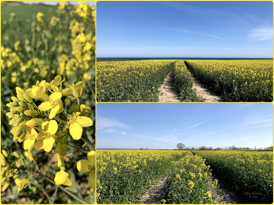 Das Bild ist eine Collage aus drei Fotos, die alle Rapsfelder zeigen. Ein Foto zeigt eine Nahaufnahme der gelben Rapsblüten, die anderen beiden zeigen weite Rapsfelder, die bis zum Meer reichen. Der Himmel ist an allen drei Fotos blau und sonnig. Die Bilder vermitteln einen Eindruck von Weite, Natur und Frühling.