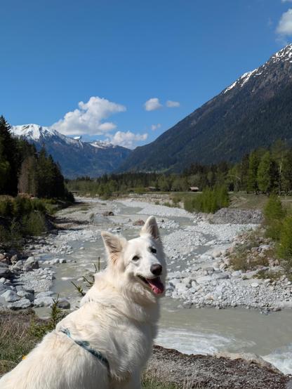 Toundra, une belle chienne Berger Blanc Suisse, pose devant l'Arveyron et la vallée de Chamonix.