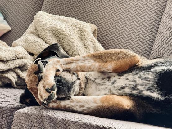 A dog laying on a sofa coverng its eyes 