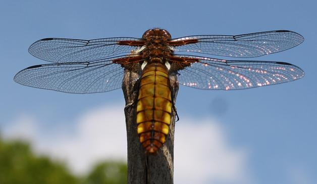 A female broad bodied Chaser of the dragonfly group. Identification notes: a very broad fat dragonfly with golden brown abdomen with paler spots on the sides. Two pairs of wings. There are dark triangles at the base of the hind wings, the rest of the wings are delicately veiled and translucent.